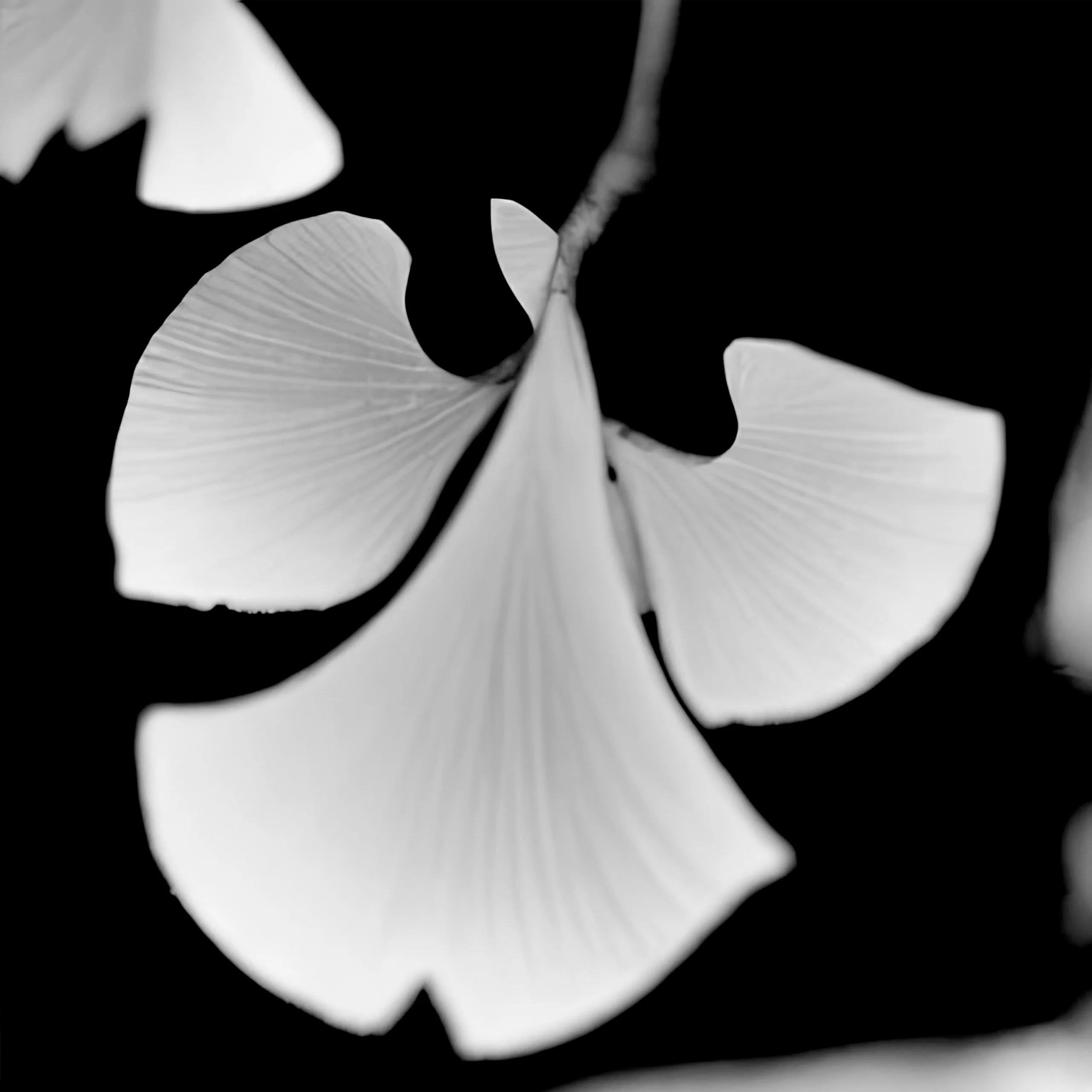 Ginkgo biloba_04